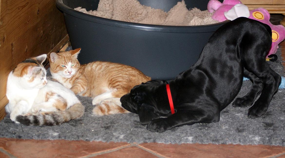 Grand danois *Ziba* billede 14