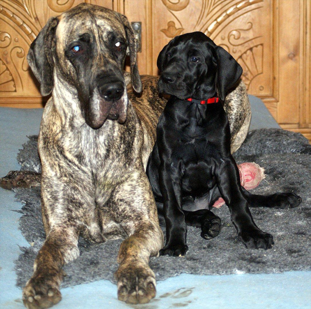 Grand danois *Ziba* billede 15