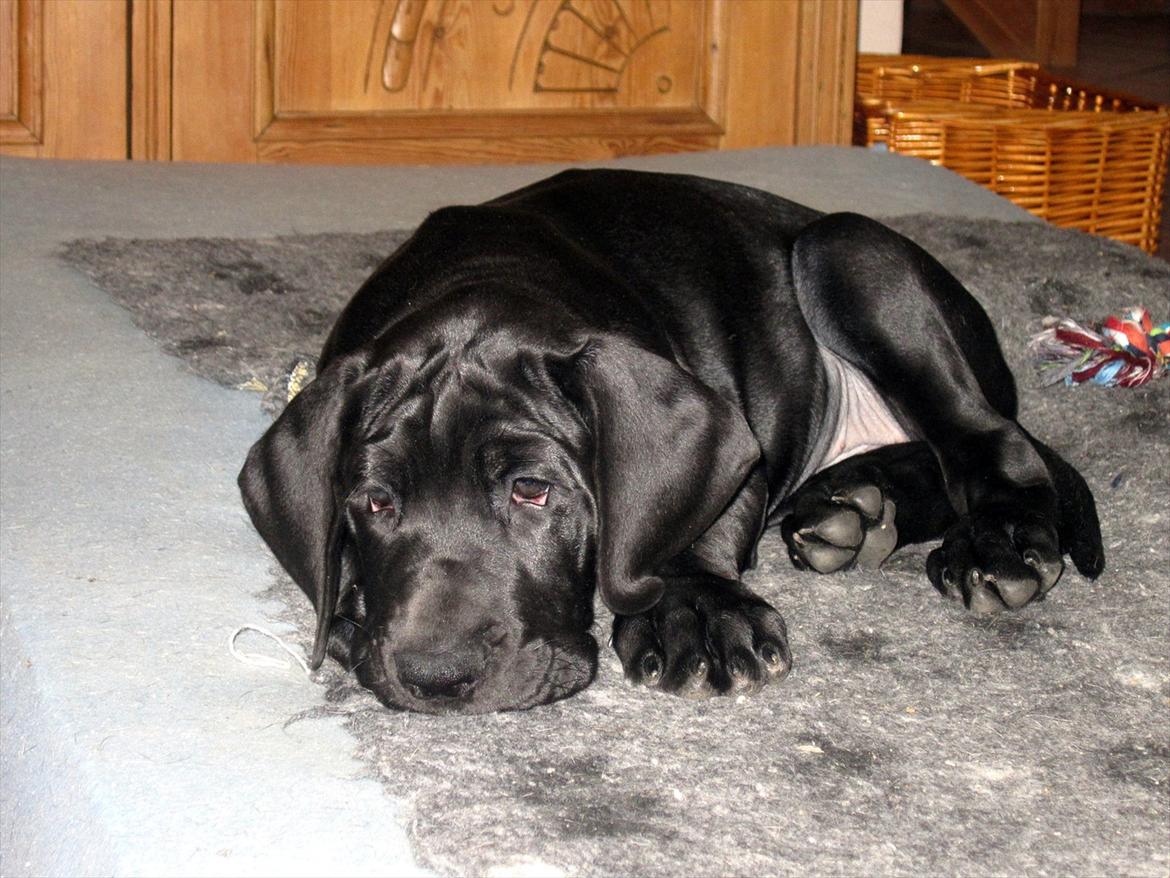 Grand danois *Ziba* billede 16