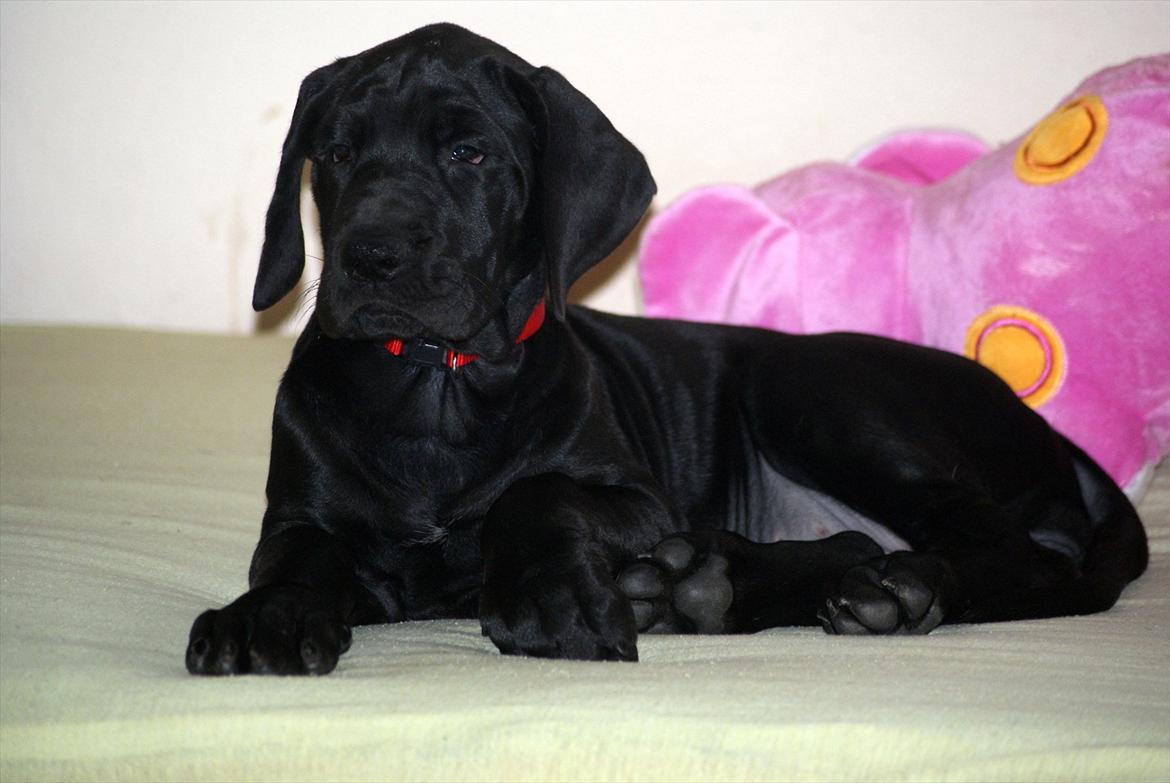 Grand danois *Ziba* billede 17