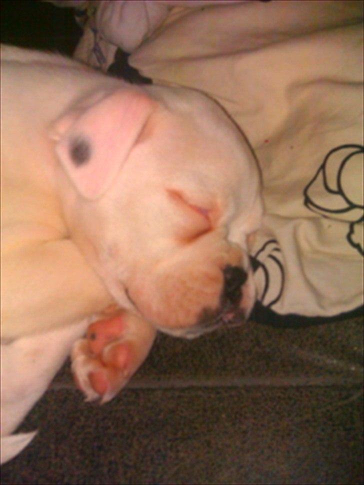 Boxer Balder billede 1