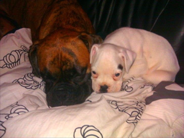 Boxer Balder billede 2