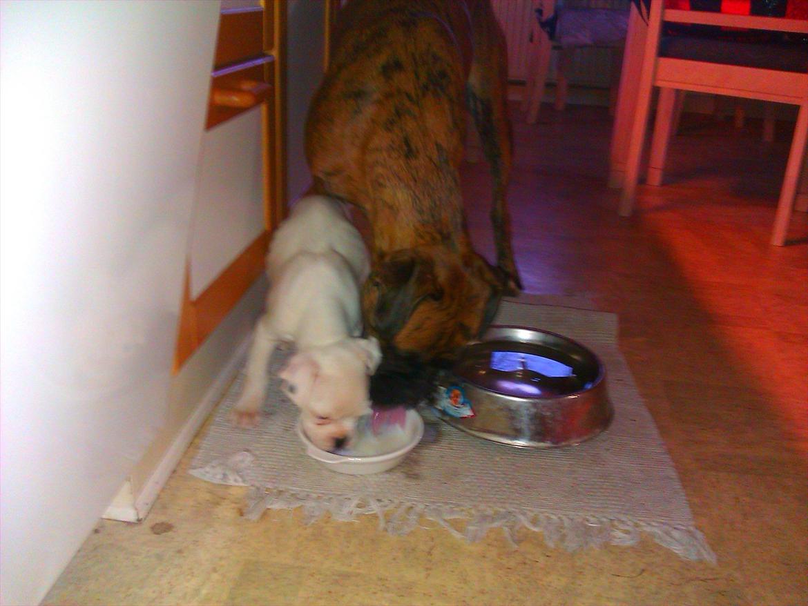 Boxer Balder billede 3