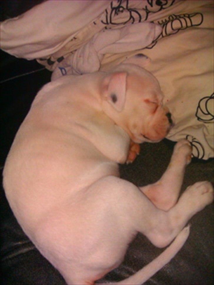 Boxer Balder billede 4