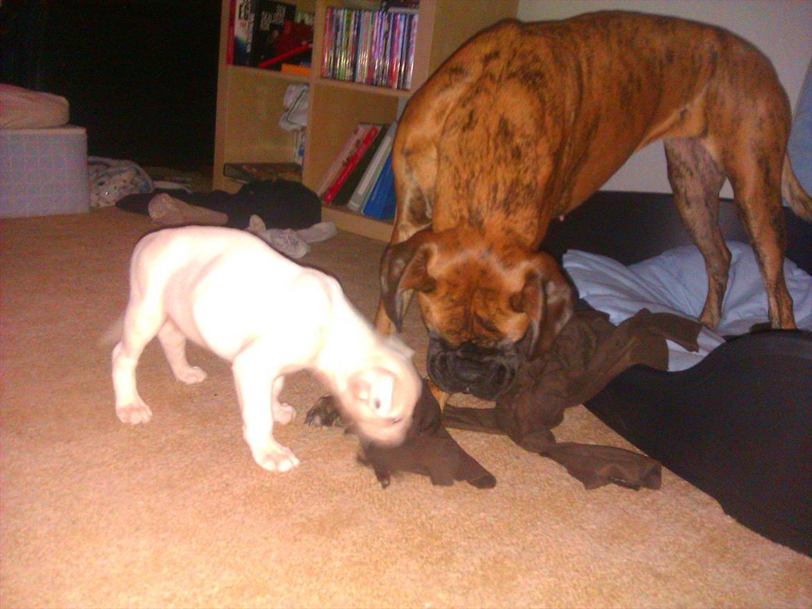 Boxer Balder billede 5