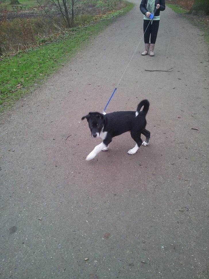 Blanding af racer Sofus billede 1