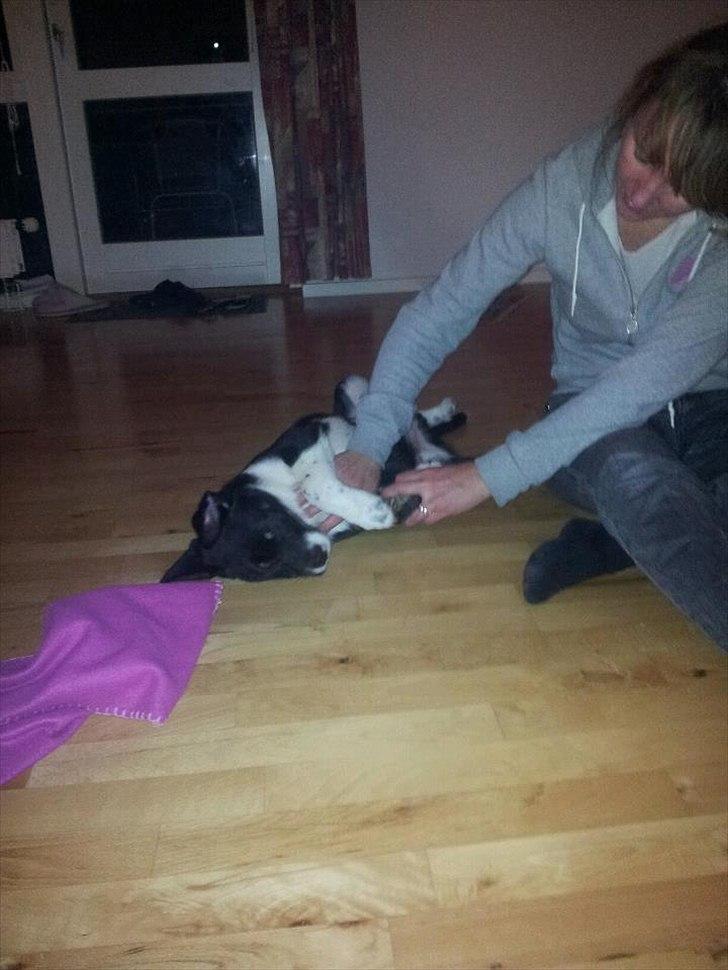 Blanding af racer Sofus - Han elsker bare og lege med mormor :) billede 3