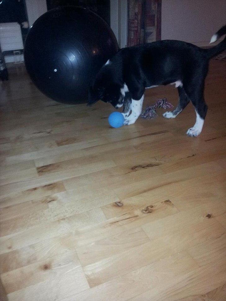 Blanding af racer Sofus billede 4