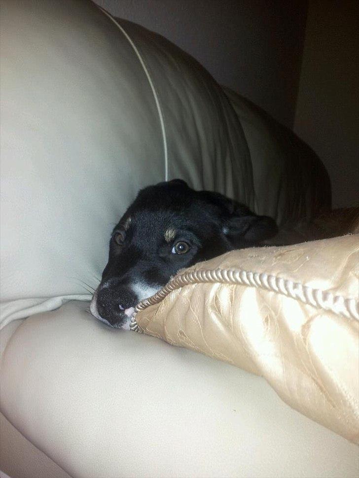 Blanding af racer Sofus billede 5