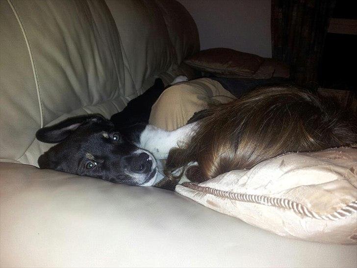 Blanding af racer Sofus - Putning med mormor i sofaen , er bare det bedste :) billede 6