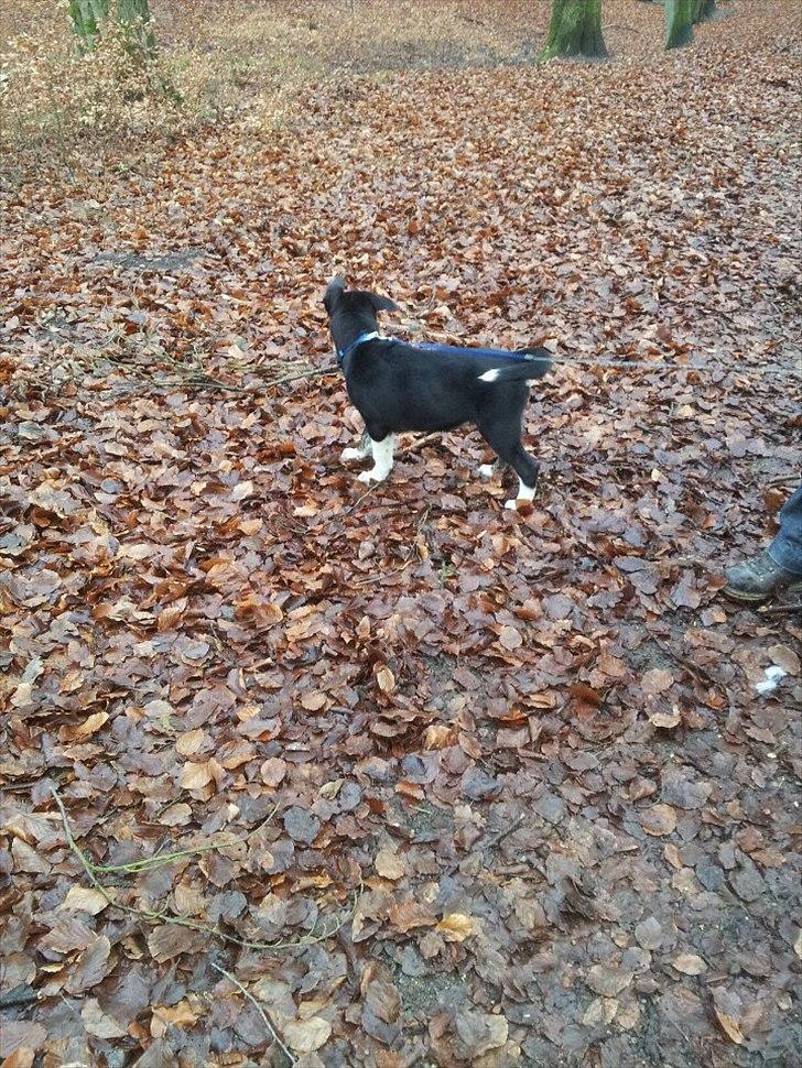 Blanding af racer Sofus billede 7