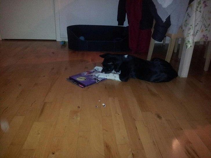 Blanding af racer Sofus - Så fandt han lige ud af, at han selv kan få godbiderne ud af hans julekalender :) billede 8