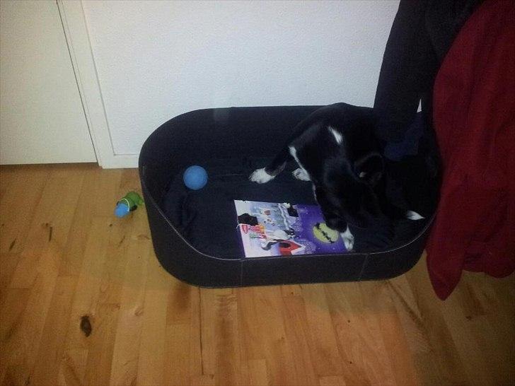 Blanding af racer Sofus - Hygge med hans julekalender ;) billede 9