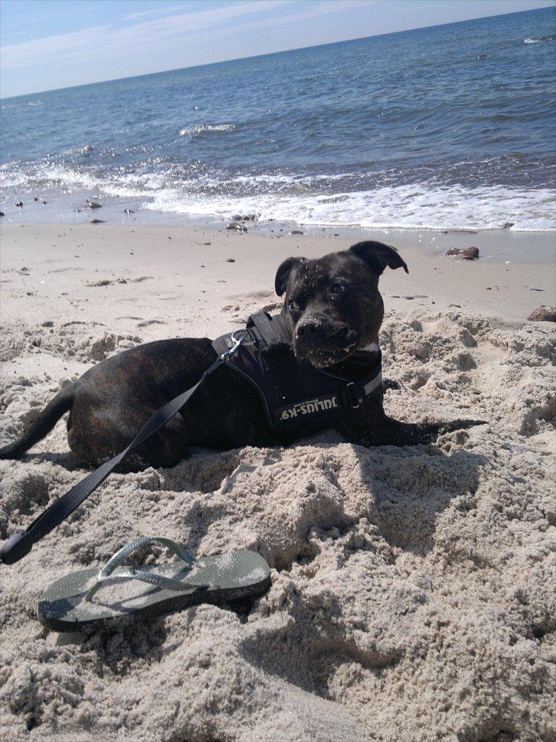 Staffordshire bull terrier Basse - Sommeren 2011 på Bornholm . billede 1