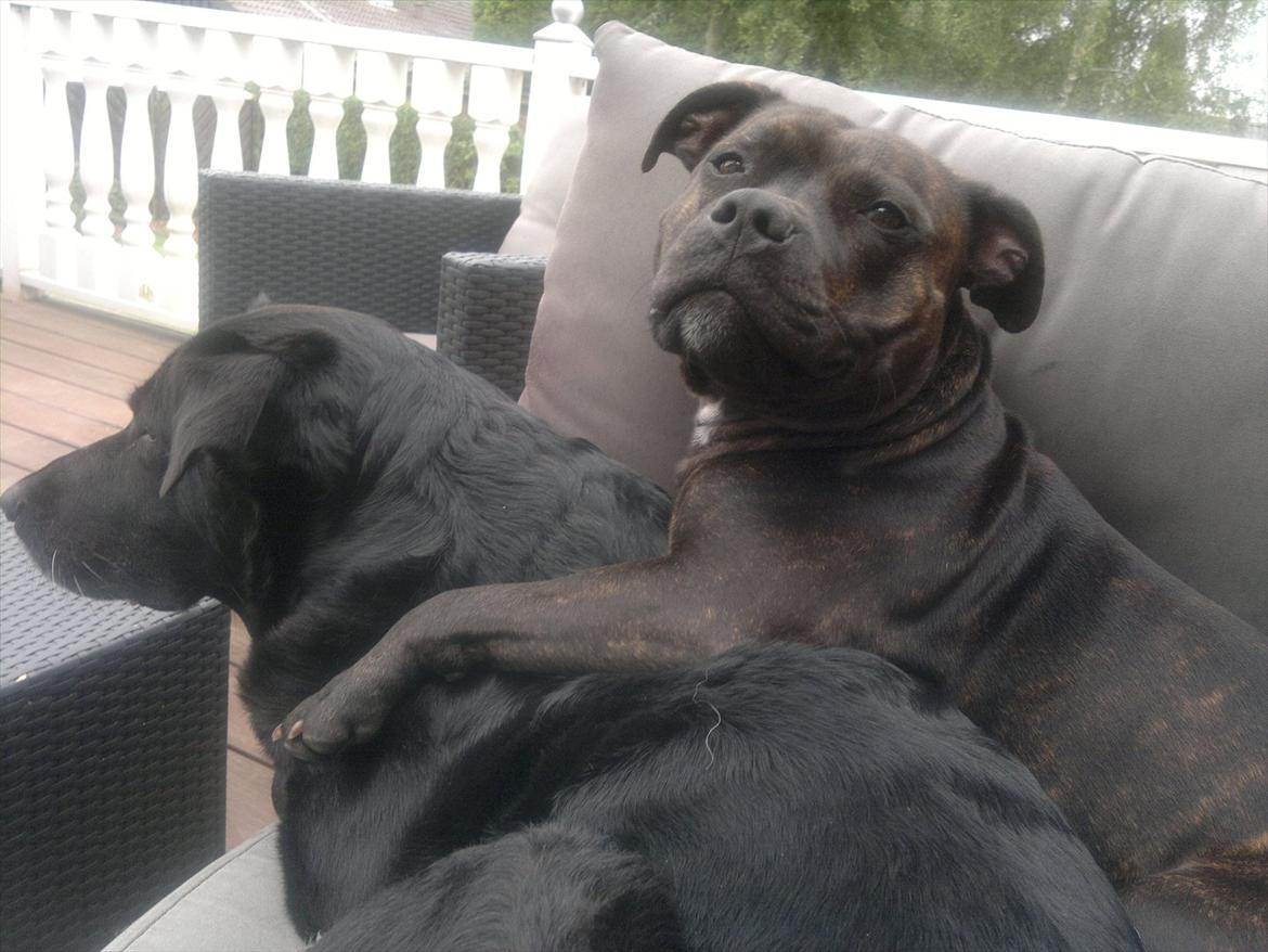 Staffordshire bull terrier Basse billede 2