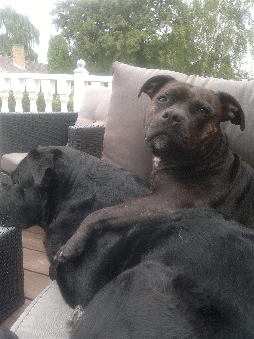 Staffordshire bull terrier Basse billede 3