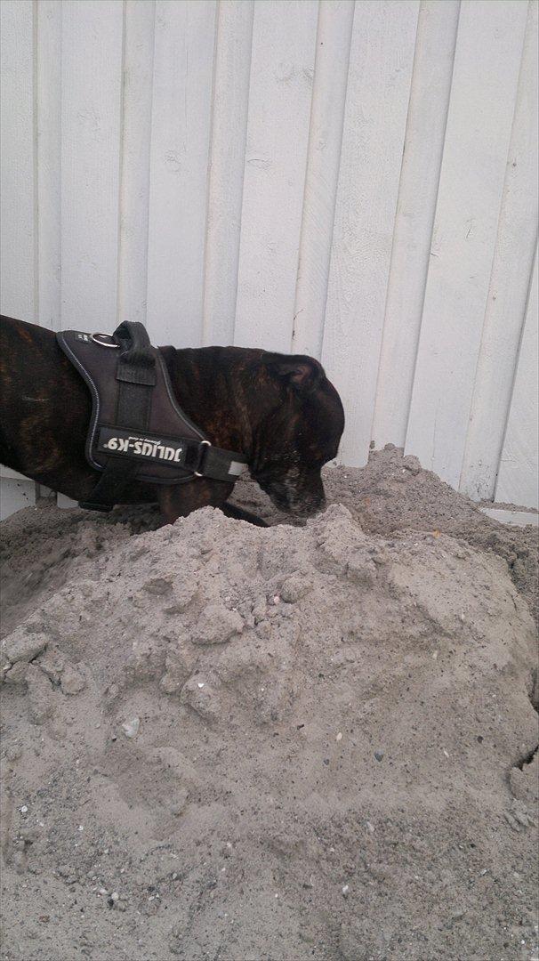 Staffordshire bull terrier Basse billede 4