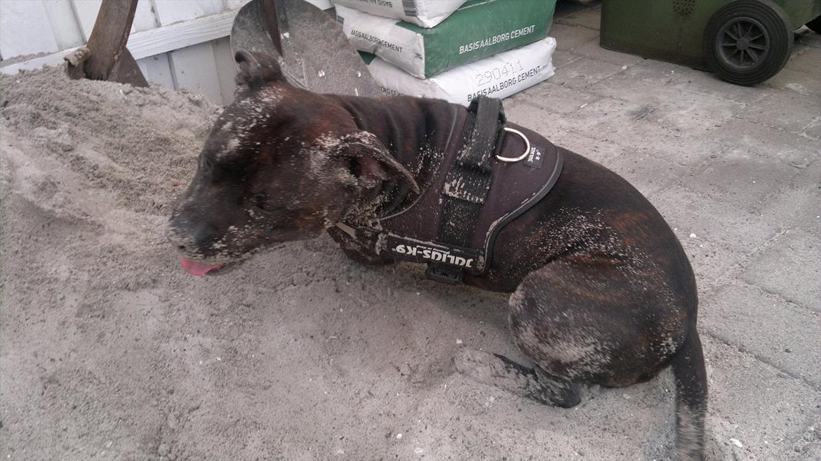 Staffordshire bull terrier Basse billede 5