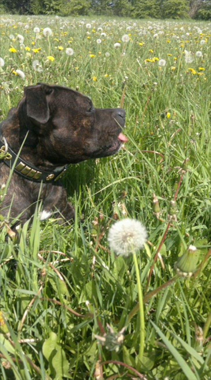 Staffordshire bull terrier Basse billede 6