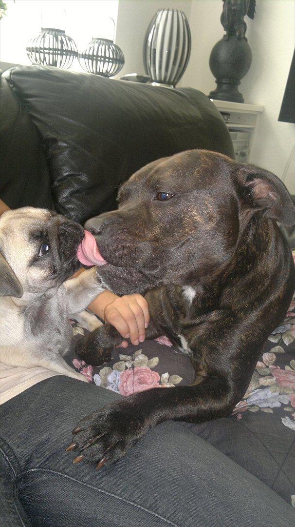 Staffordshire bull terrier Basse billede 7