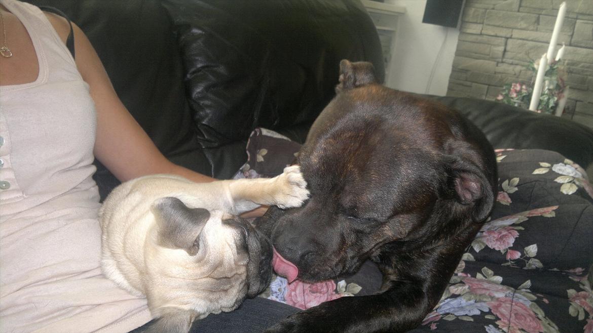 Staffordshire bull terrier Basse billede 8