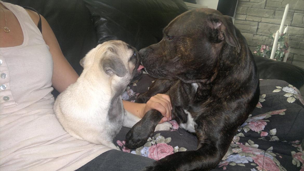 Staffordshire bull terrier Basse billede 9