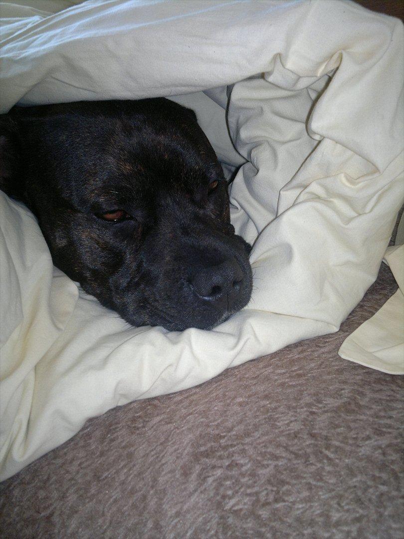 Staffordshire bull terrier Basse billede 10