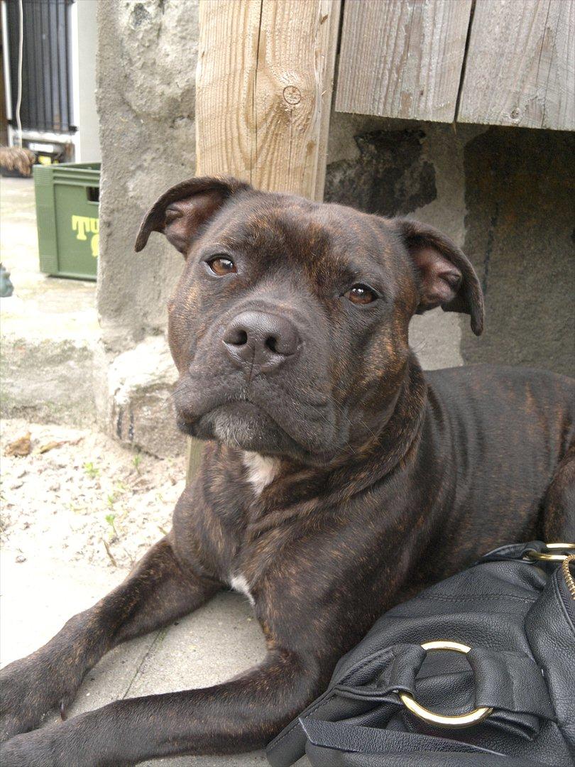 Staffordshire bull terrier Basse billede 11