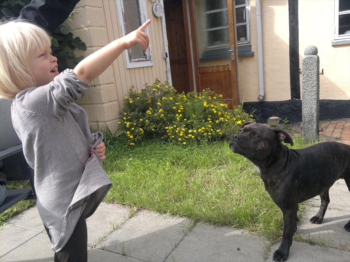 Staffordshire bull terrier Basse billede 12