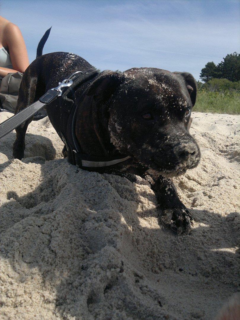 Staffordshire bull terrier Basse billede 13