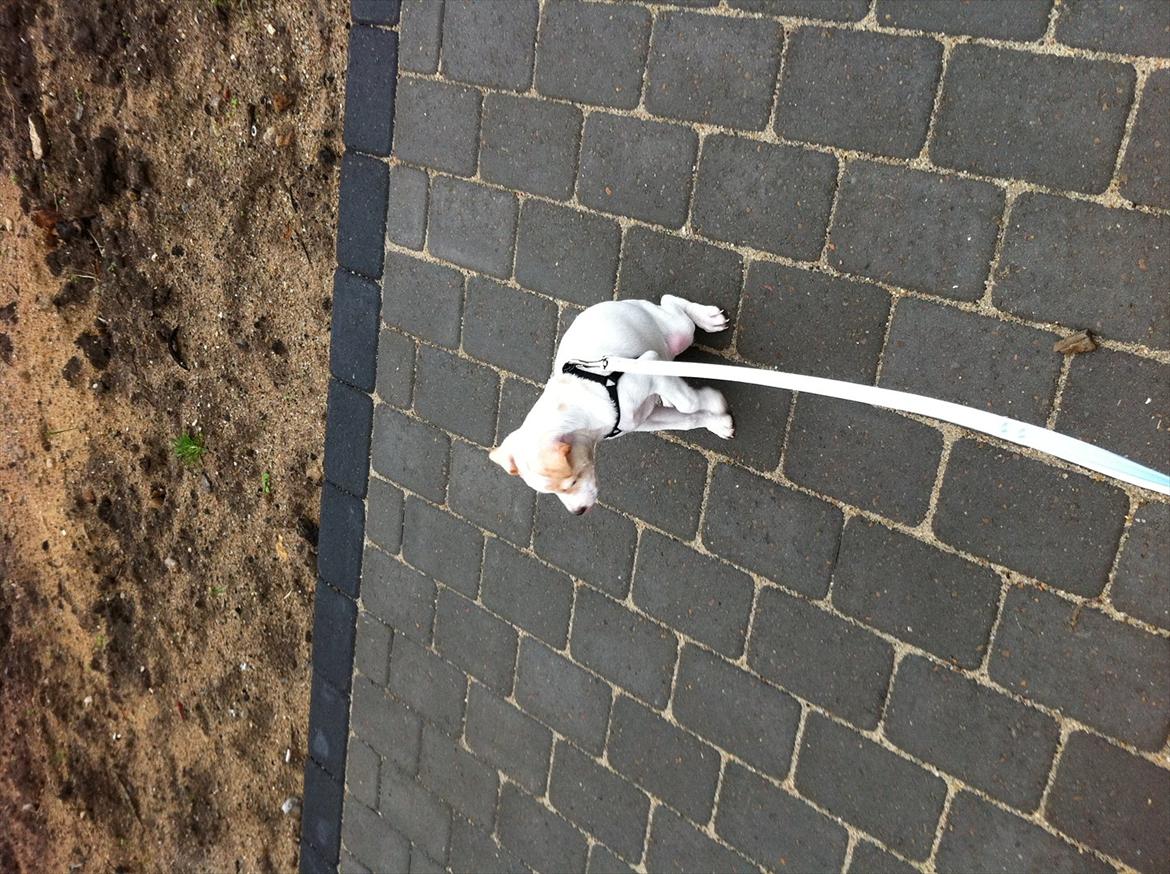 Dansk svensk gaardhund Curtis billede 7