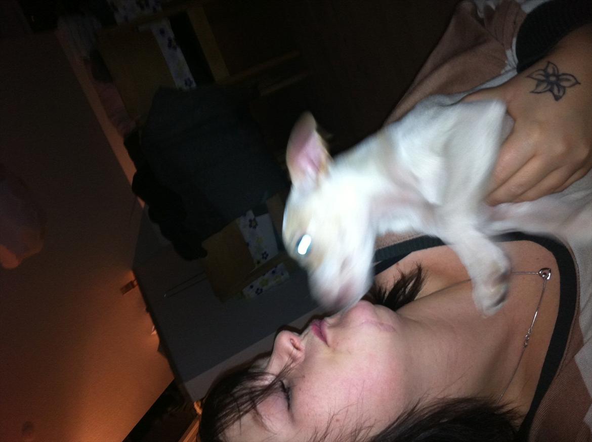 Dansk svensk gaardhund Curtis - mig og min mor .. billede 8