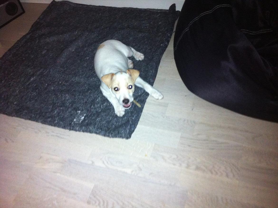 Dansk svensk gaardhund Curtis billede 1