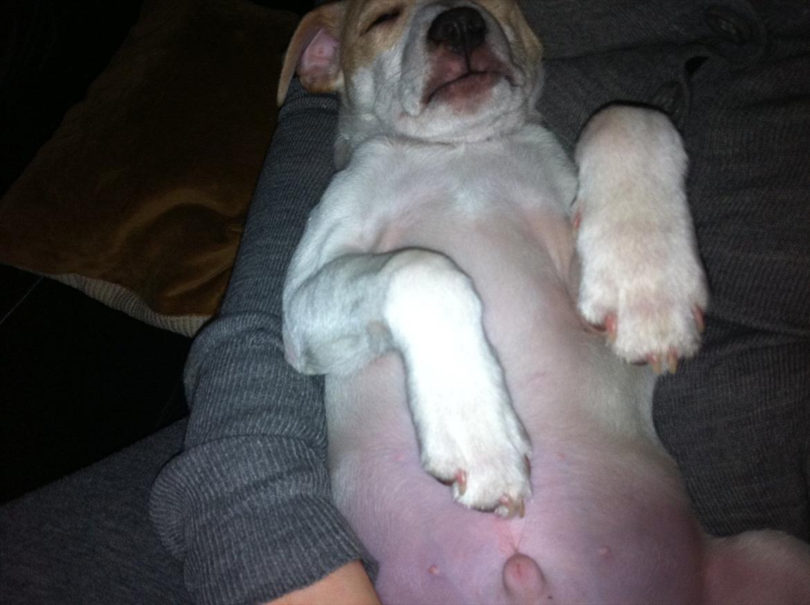 Dansk svensk gaardhund Curtis - putte putte billede 11