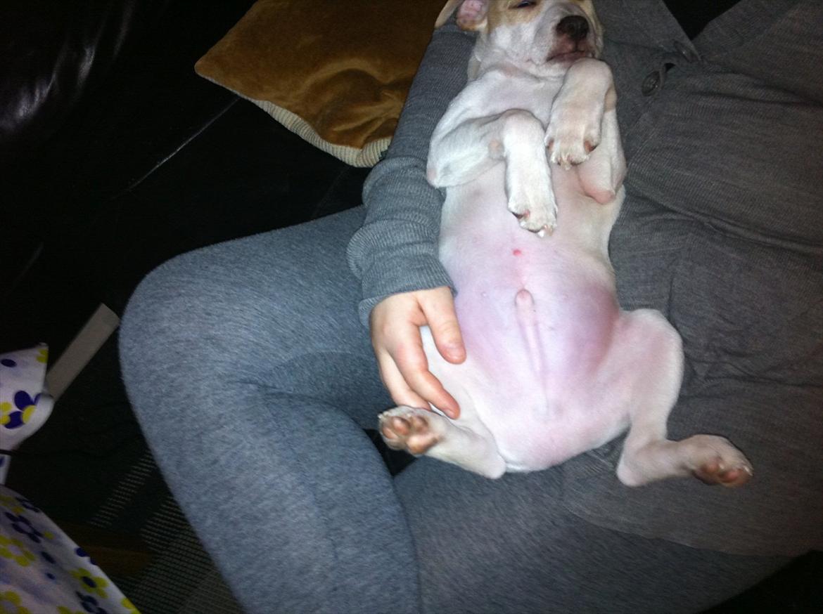 Dansk svensk gaardhund Curtis billede 12