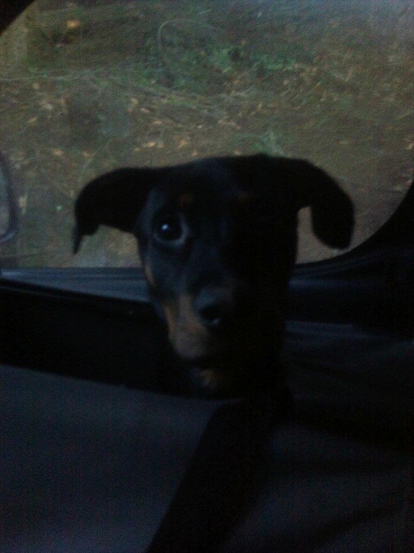 Blanding af racer Tjalfe (rottweiler/labrador) - Tjalfe med i firmabilen :) billede 18