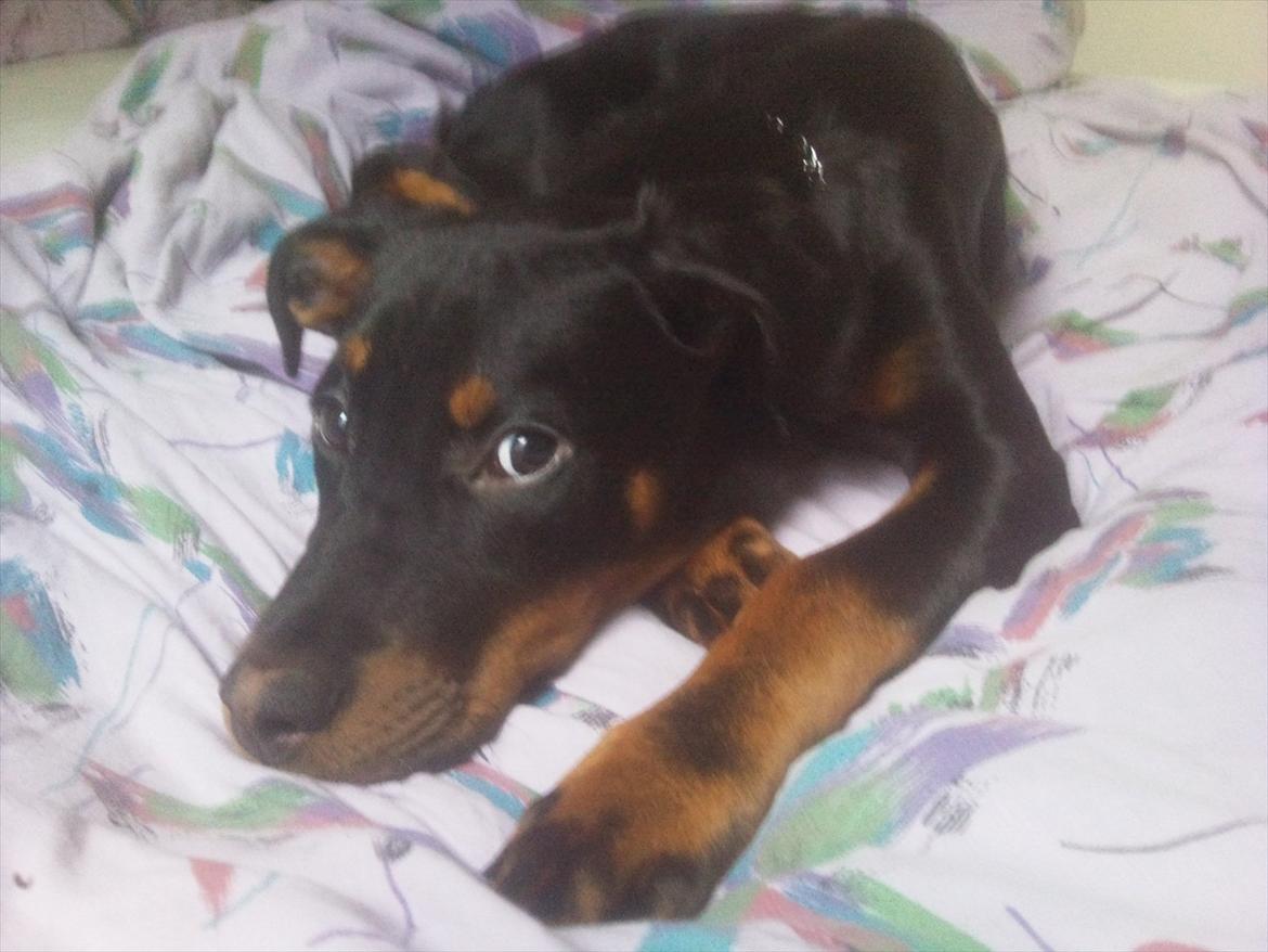 Blanding af racer Tjalfe (rottweiler/labrador) billede 19