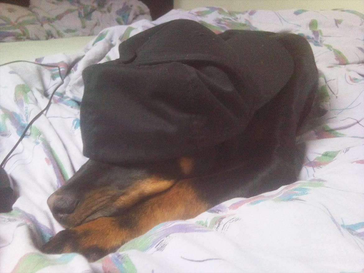 Blanding af racer Tjalfe (rottweiler/labrador) billede 20