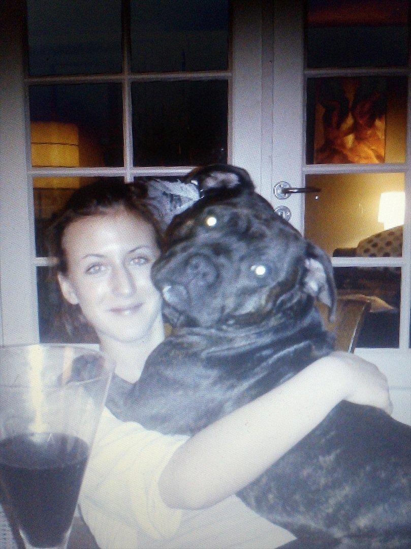 Staffordshire bull terrier Basse - Mig og min dejlig dreng  billede 14