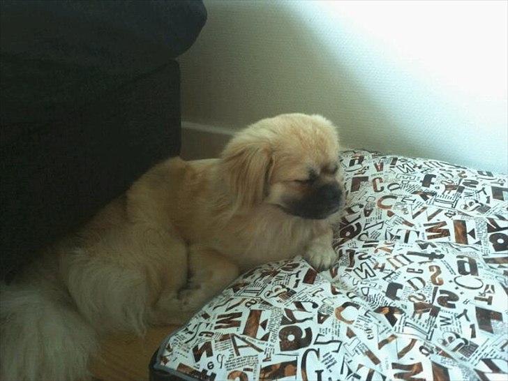 Tibetansk spaniel anton billede 19