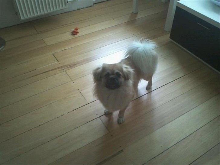 Tibetansk spaniel anton billede 20