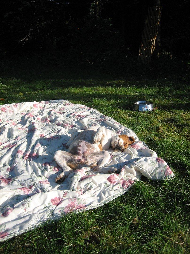 Breton Sitta - Hun nyder livet som hvalp billede 3