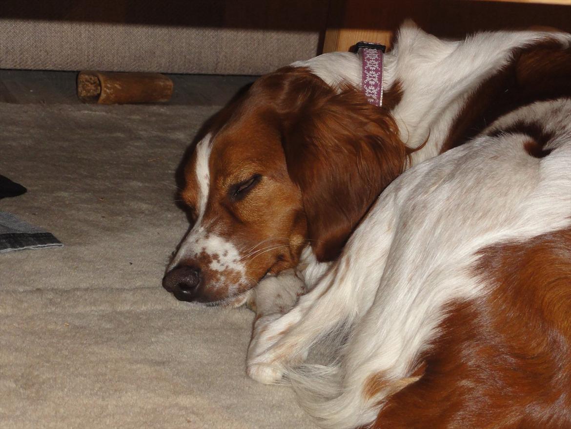 Breton Sitta - Sitta sover billede 4