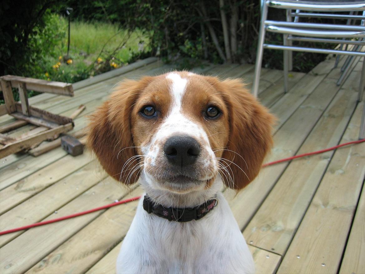 Breton Sitta - I haven da hun var hvalp billede 5