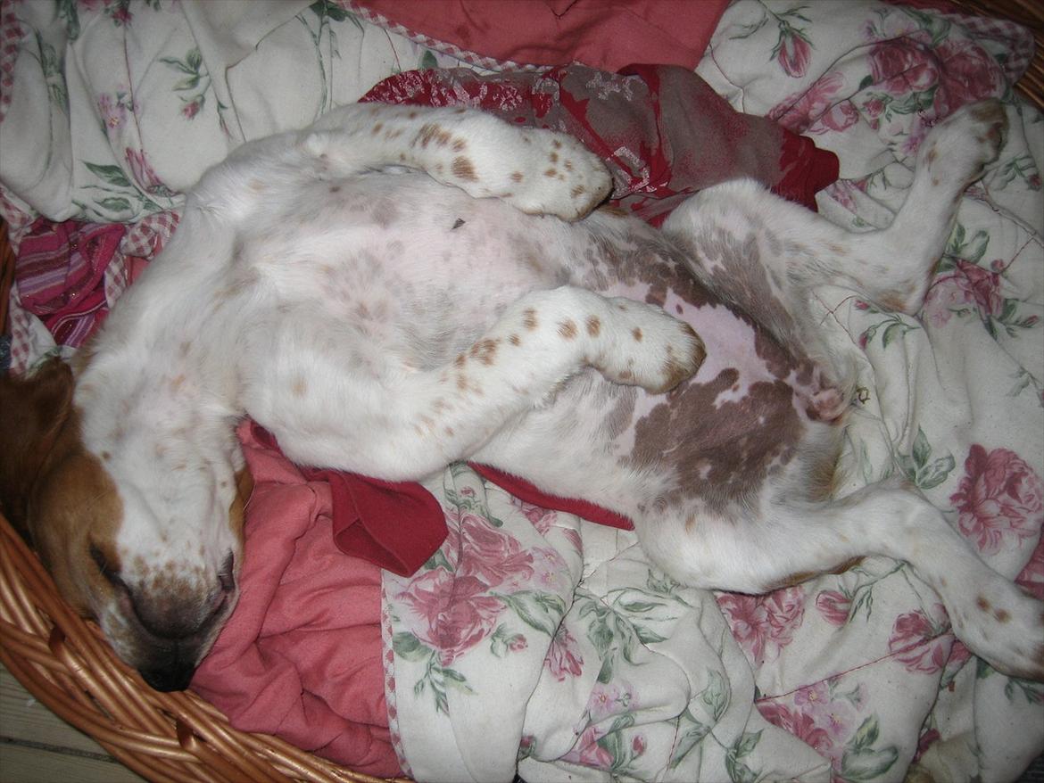 Breton Sitta - Hun hygger sig! billede 6