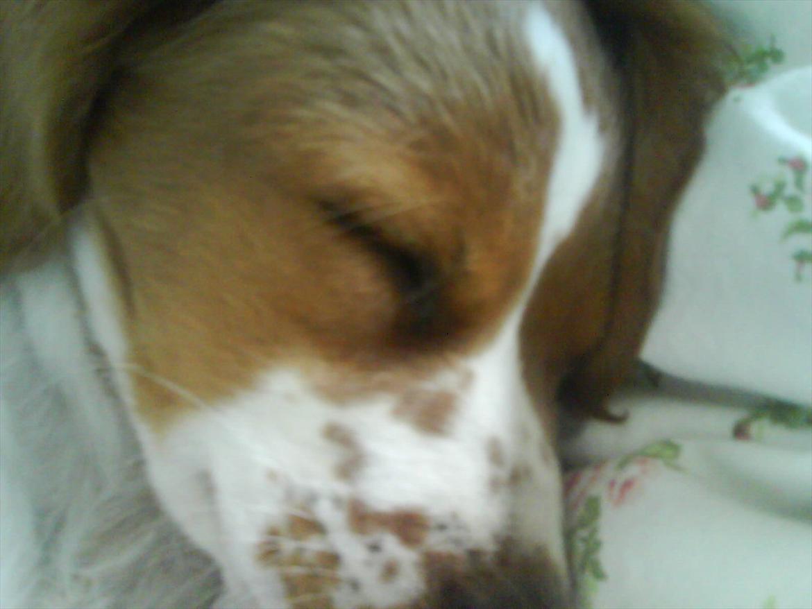 Breton Sitta - Hun sover billede 7