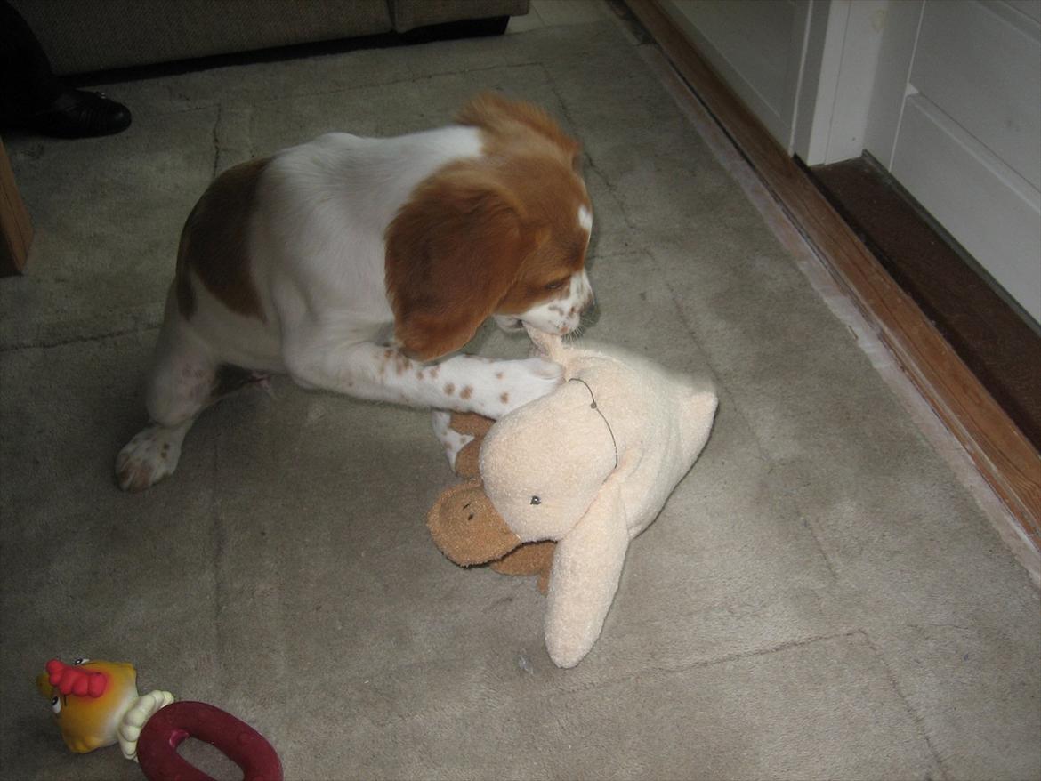 Breton Sitta - En af de første dage vi havde hende billede 8