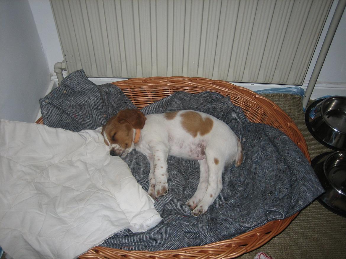 Breton Sitta - Lille pus dog! billede 9