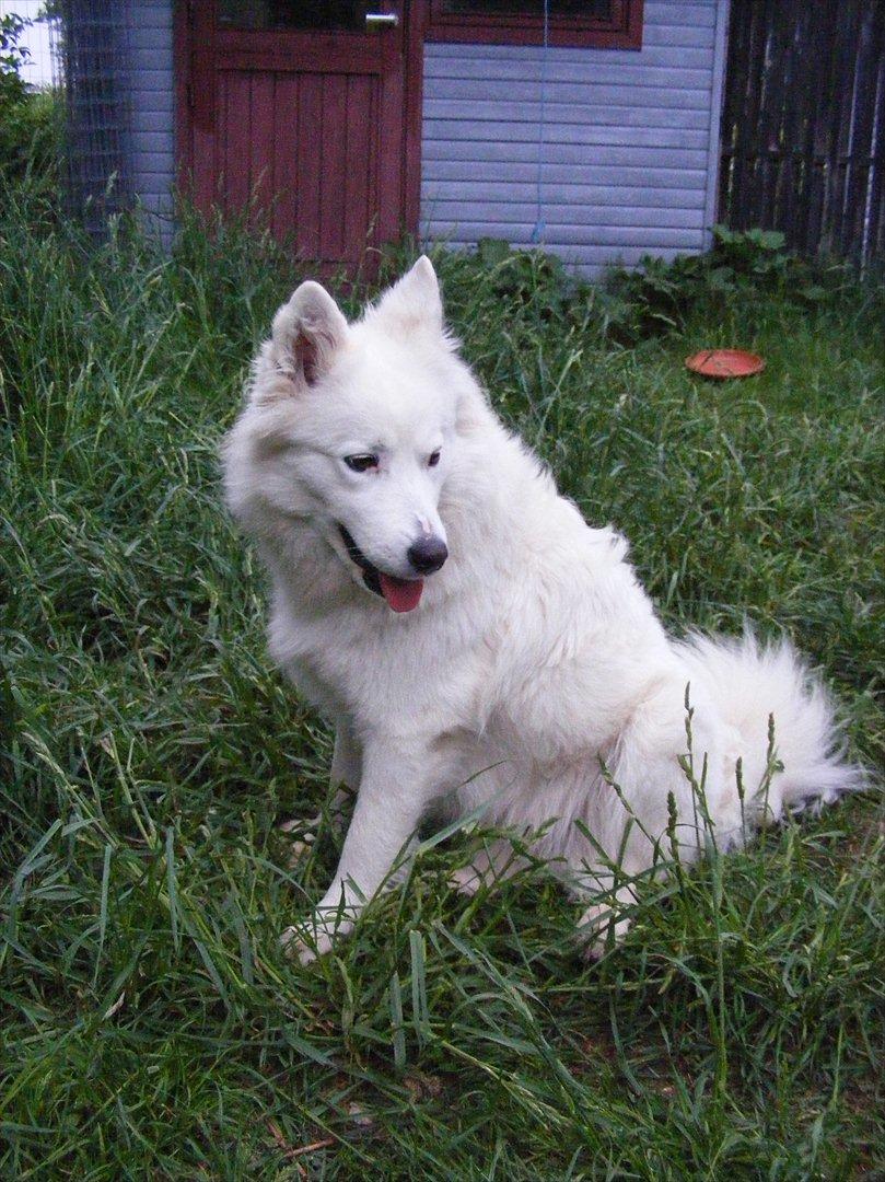 Samojedhund Sasha billede 1