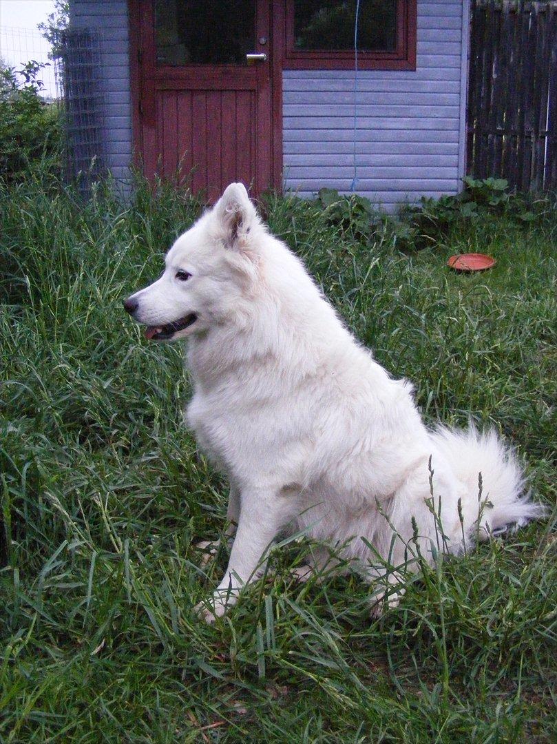 Samojedhund Sasha billede 2